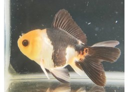 Japonais sur photo 13 8-9cm