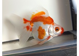 Japonais sur photo 30 (9-10cm)