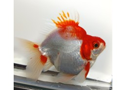 Japonais sur photo 36 (9-10cm)