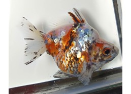 Japonais sur photo 31 (9-10cm)