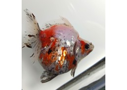 Japonais sur photo 33  (8-9cm)