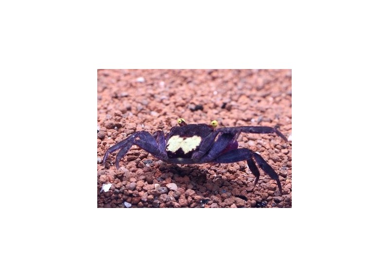 Crabe vampire yellow purple (femelle)