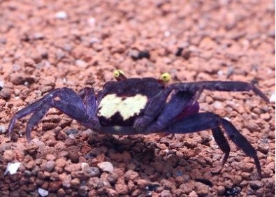 Crabe vampire yellow purple (femelle)