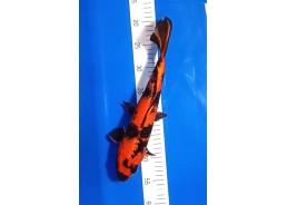 Carpe koi A 30-35 cm Photo...