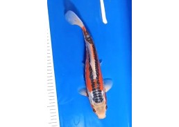 Carpe koi A 30-35 cm Photo...