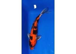 Carpe koi A 30-35 cm Photo...