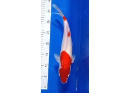Carpe koi A 30-35 cm Photo...