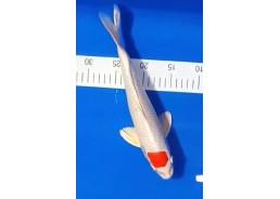 Carpe koi A 30-35 cm Photo...