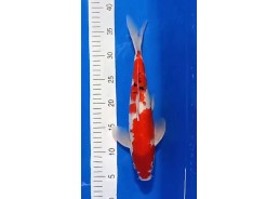 Carpe koi A 30-35 cm Photo...
