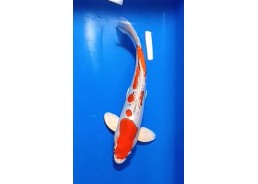 Carpe koi A 30-35 cm Photo...
