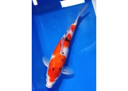 Carpe koi A 30-35 cm Photo...