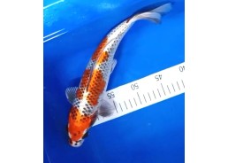 Carpe koi A 30-35 cm Photo...