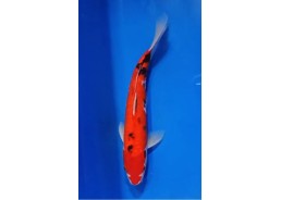 Carpe koi A 30-35 cm Photo...