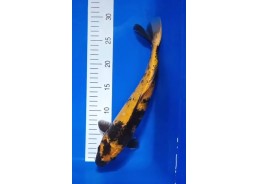 Carpe koi A 30-35 cm Photo...
