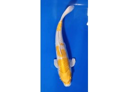 Carpe koi A 30-35 cm Photo...