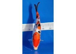 Carpe koi A 30-35 cm Photo...