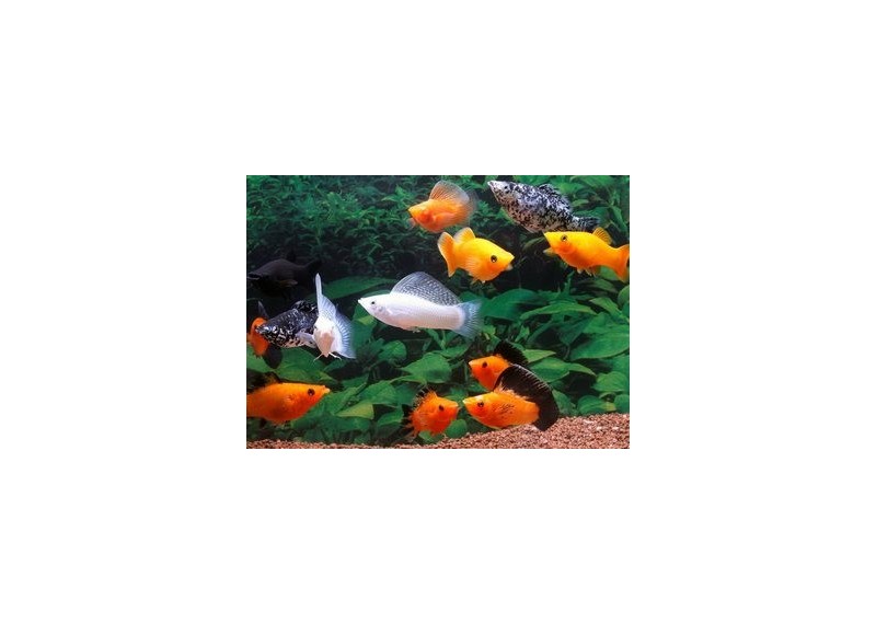 Velifera assortis (mâle)