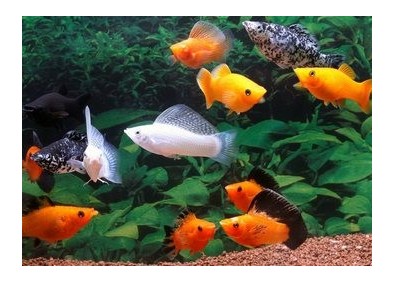 Velifera assortis (mâle)