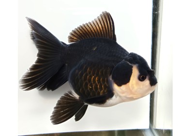 Japonais sur photo 11 (10-11cm)