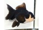 Japonais sur photo 11 (10-11cm)