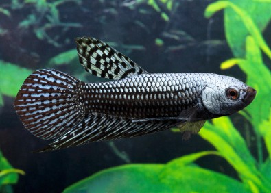 Betta mâle hybrid alien silver metal