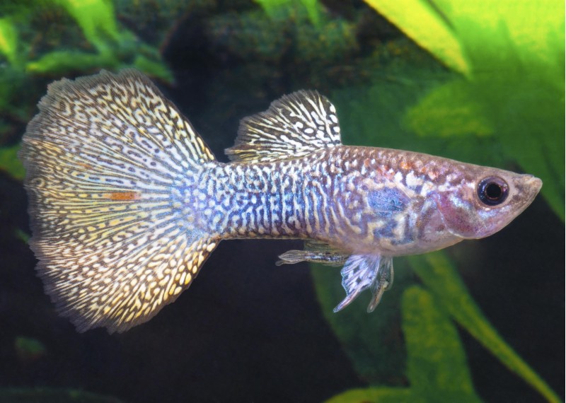 Guppy mâle yellow lace king cobra