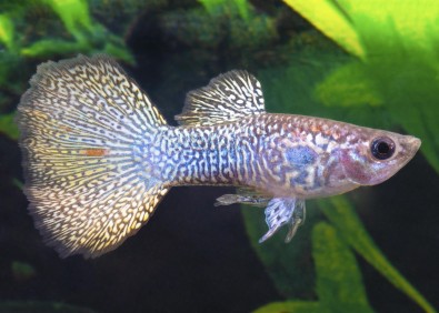 Guppy mâle yellow lace king cobra