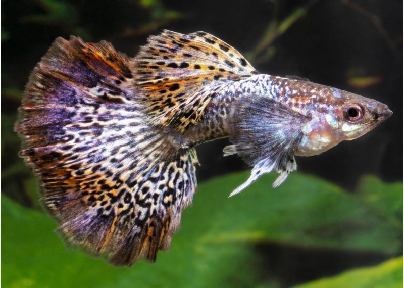 Guppy mâle mâle select red métal drag