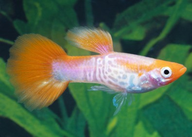 Guppy mâle select kohaku pink snakeskin