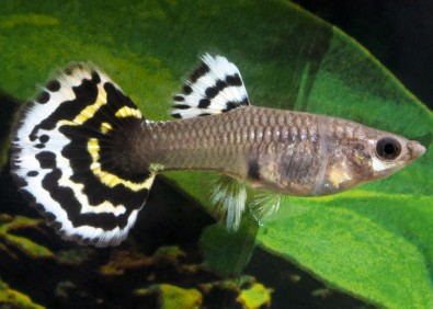 Guppy femelle select platinum léopard