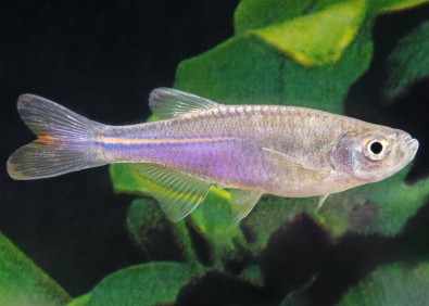 Danio perlé