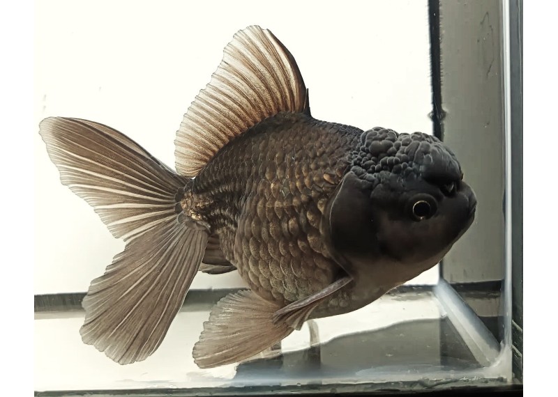 Oranda Thaï noir