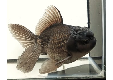 Oranda Thaï noir