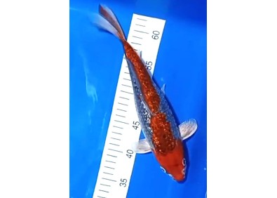 Carpe koi A 30-35 cm Photo N°14