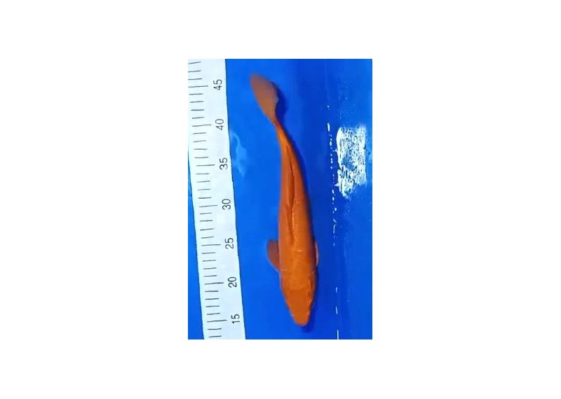 Carpe koi A 30-35 cm Photo N°17