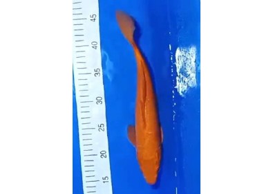 Carpe koi A 30-35 cm Photo N°17