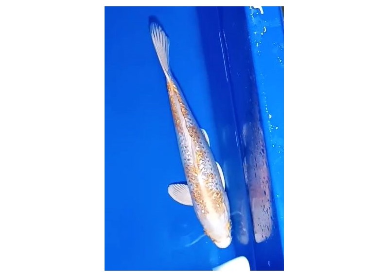 Carpe koi A 30-35 cm Photo N°21