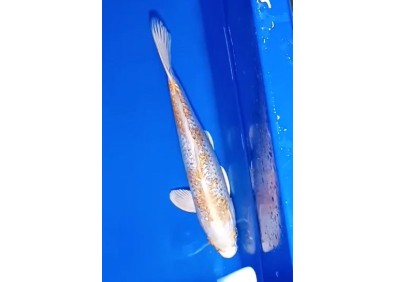 Carpe koi A 30-35 cm Photo N°21