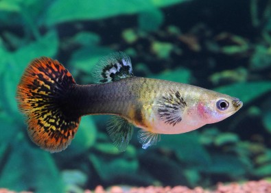 Guppy femelle select tuxedo mosaic