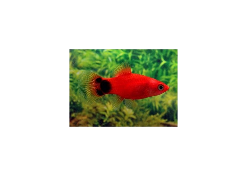 Platy rouge mickey