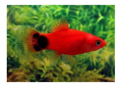 Platy rouge mickey