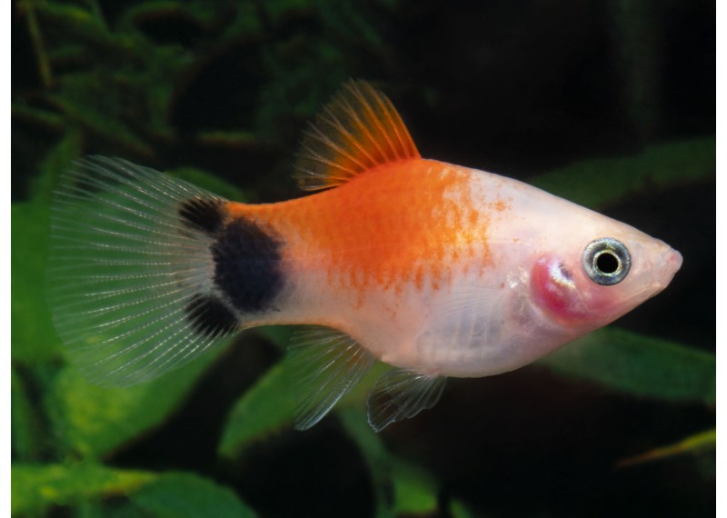 Platy mickey rouge top