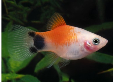 Platy mickey rouge top