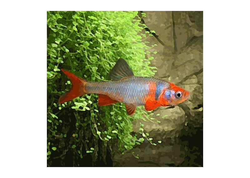 Cyprinella lutrensis