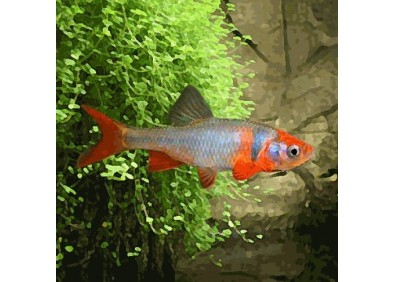 Cyprinella lutrensis