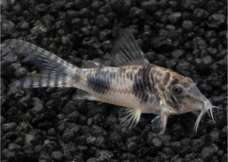 Corydoras sp. peru