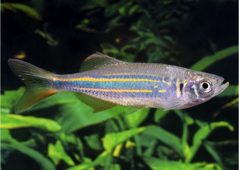 Danio malabar