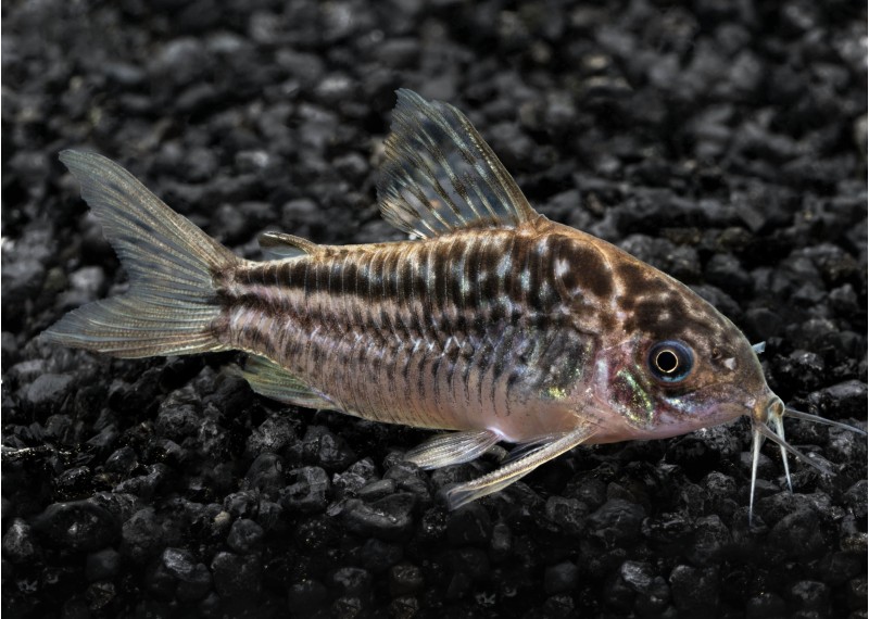 Corydoras elegans