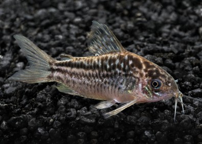 Corydoras elegans