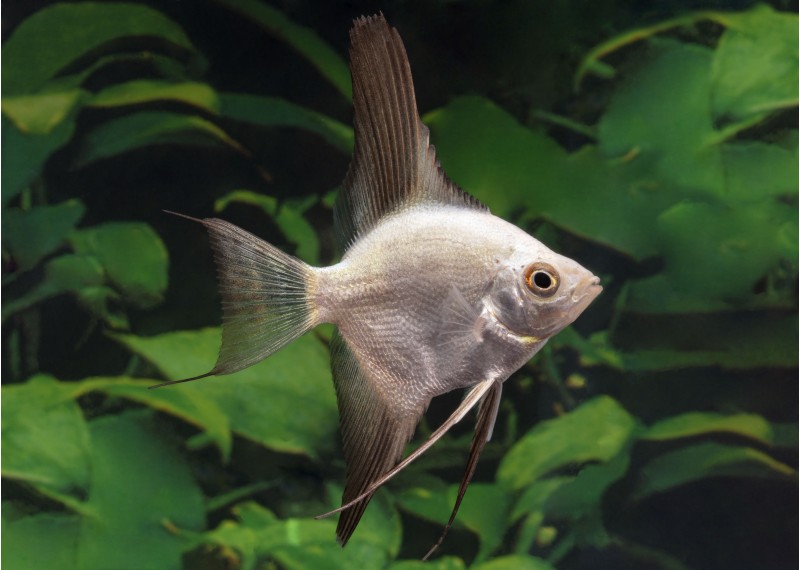 Scalaire select bulgarian seal point gre